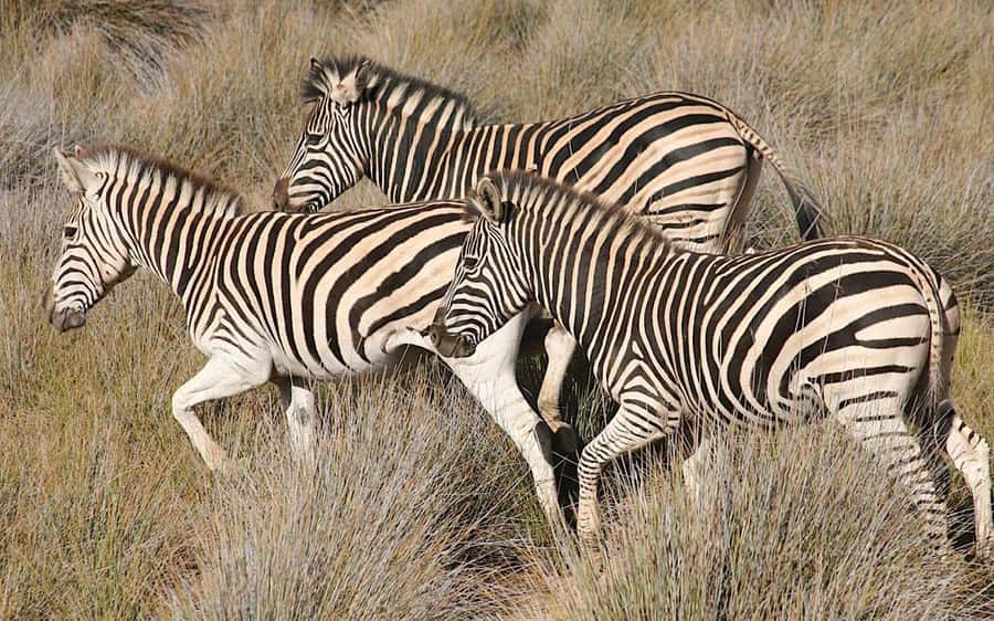 Self drive Aquila Safari Game Reserve Sunset Game Drive - Key points to know before booking
