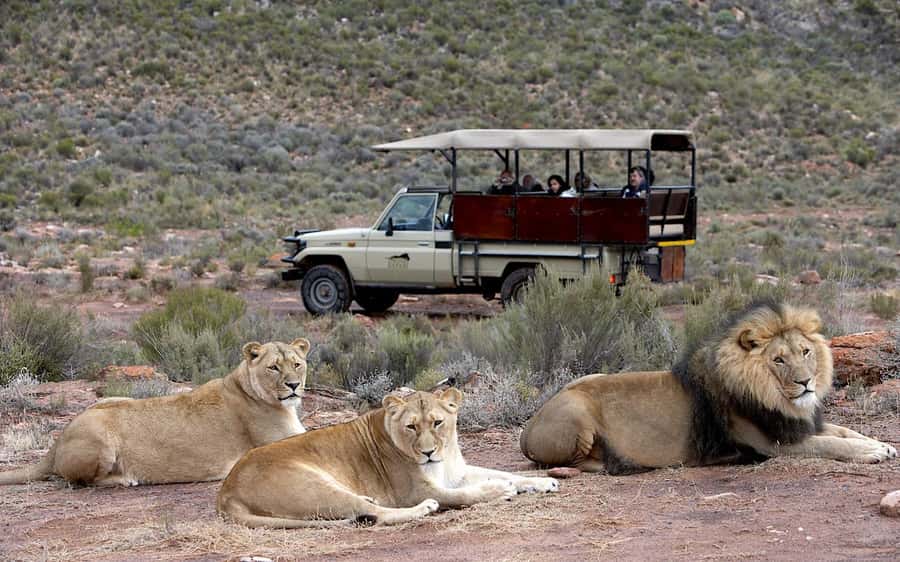 Self drive Aquila Safari Game Reserve Sunset Game Drive - The sunset timing and what it changes