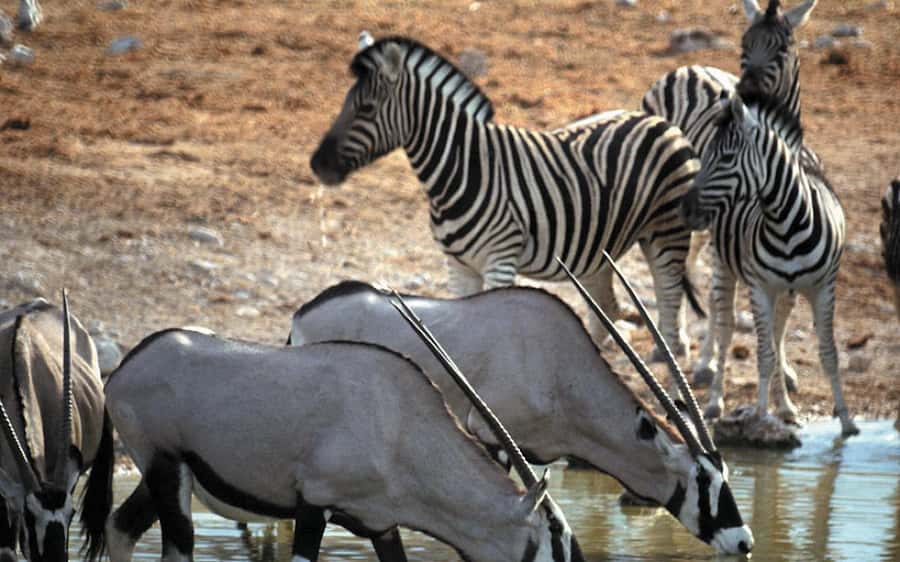 Self drive Aquila Safari Game Reserve Sunset Game Drive - Booking details that matter