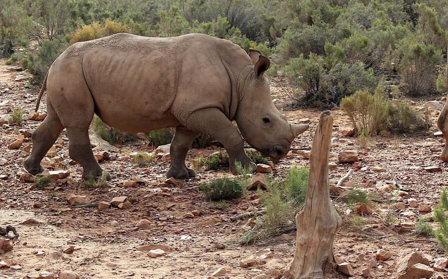 Self drive Aquila Safari Reserve Early Morning Game Drive - Key points to know before booking