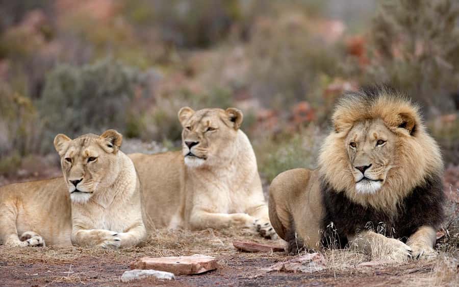 Self drive Aquila Safari Reserve Early Morning Game Drive - A safari morning within reach of Cape Town