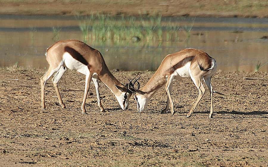 Self drive Aquila Safari Reserve Early Morning Game Drive - What the early light adds