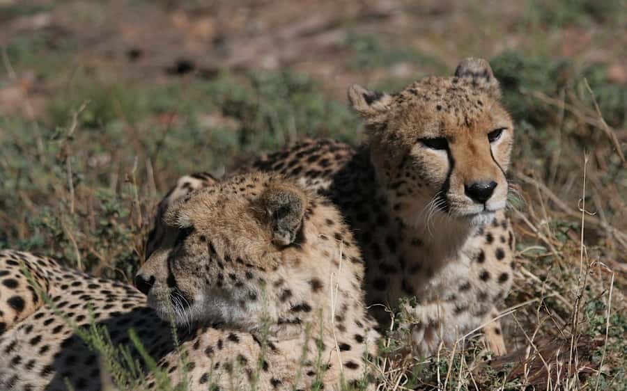 Self drive Aquila Safari Reserve Early Morning Game Drive - Breakfast, pool time, and the rest of the morning