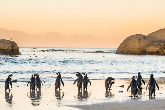 Shared Half Day Tour in Cape Peninsula with African Penguins - Cape of Good Hope and the southwestern point