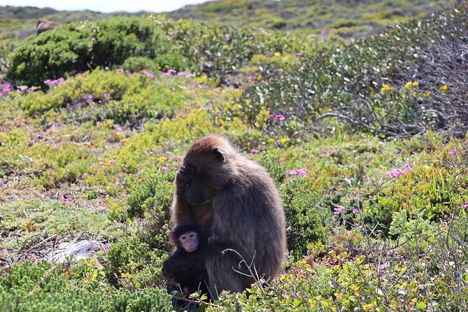 Shared Half Day Tour in Cape Peninsula with African Penguins - Muizenberg Beach on the return