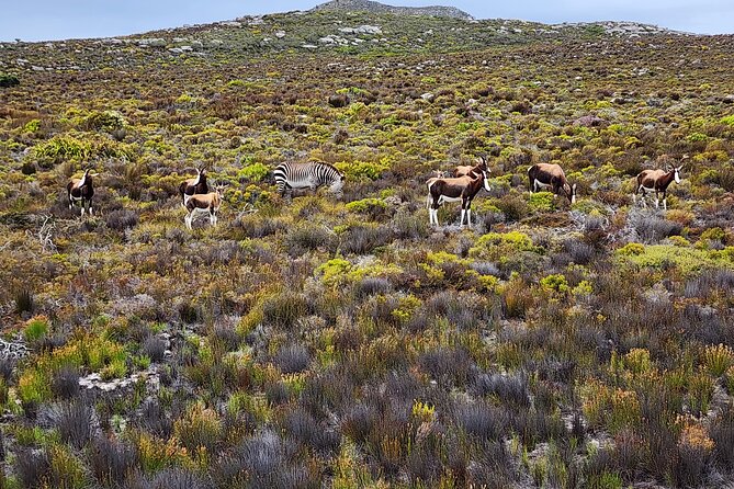 Shared Half Day Tour in Cape Peninsula with African Penguins - Chapmans Peak Drive and a necessary caveat