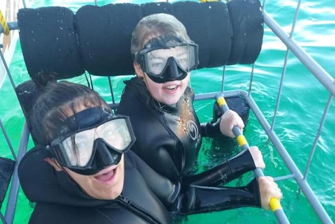 Shark Cage Diving - Timing, seasons, and the three-and-a-half-hour schedule