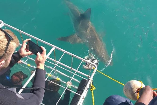Shark Cage Diving - What the $118.40 price includes