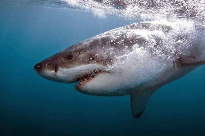 Shark Cage Diving - Adventure Meets Conservation! - Starting at 9 Kus Drive in Gansbaai