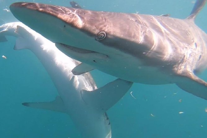 Shark Cage Diving - Adventure Meets Conservation! - What happens after the boat returns