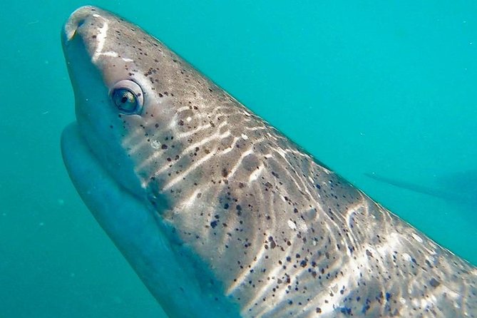 Shark Cage Diving - Adventure Meets Conservation! - Is $143.78 a fair price?