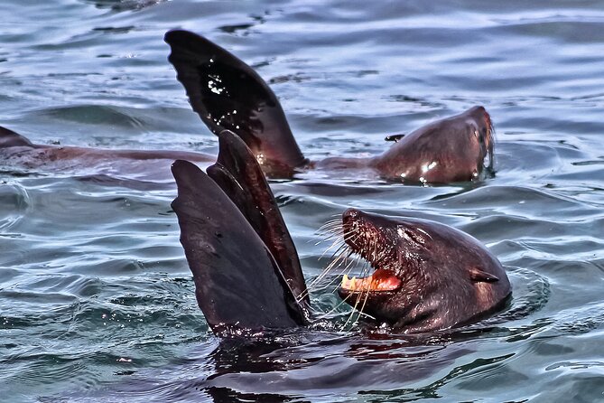Shark Cage Diving and Viewing with transport from Cape Town - Breakfast, briefing, and getting into the wetsuit
