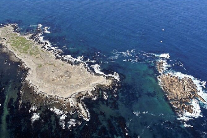 Shark Cage Diving and Viewing with transport from Cape Town - What you might see in the water