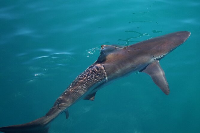 Shark Cage Diving and Viewing with transport from Cape Town - Coming out of the cage and warming up