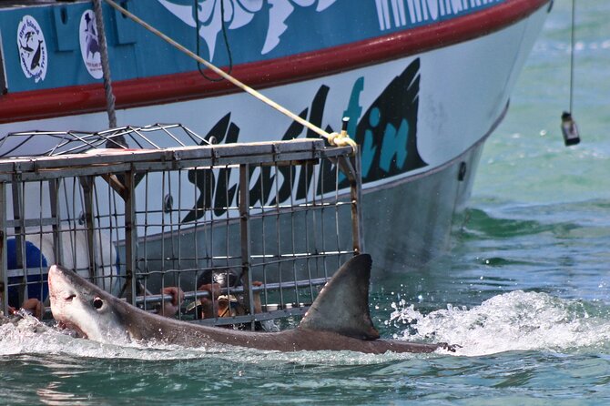 Shark Cage Diving and Viewing with transport from Cape Town - What to wear and pack