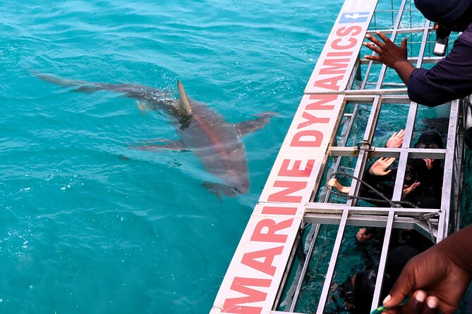 Shark Cage Diving and Viewing with transport from Cape Town - The early pickup and scenic drive from Cape Town