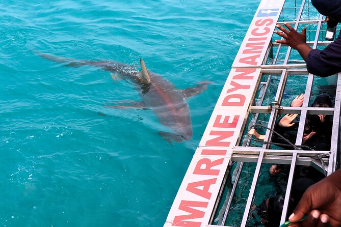 Shark Cage Diving and Viewing with transport from Hermanus - Soup, bread, and the penguin sanctuary