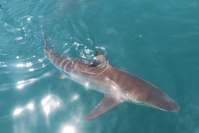 Shark Cage Diving and Viewing with transport from Hermanus - Breakfast, wetsuit sizing, and the safety briefing