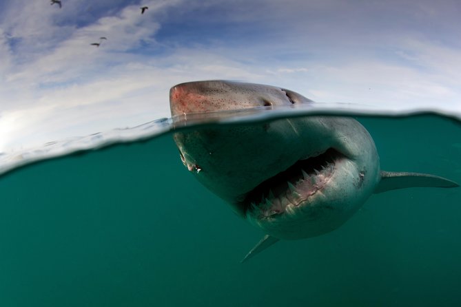 Shark Cage Diving Cape Town - Meeting Apex Shark Expeditions in Simon’s Town