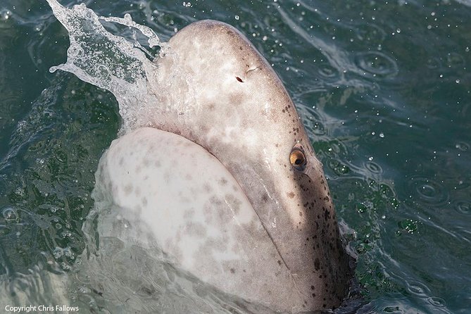 Shark Cage Diving Cape Town - The boat ride to Seal Island or Cape Point