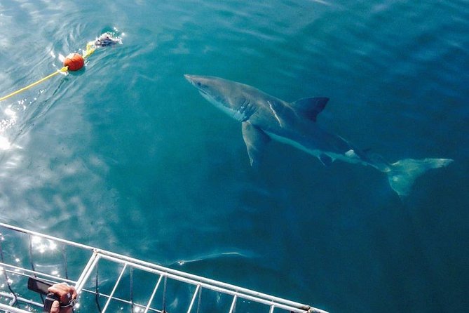 Shark Cage Diving Viewing Only - A shark trip without getting into the cage