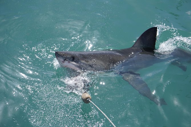 Shark Cage Diving Viewing Only - The value of staying dry
