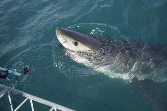 Shark Cage Diving Viewing Only - Getting there from Cape Town