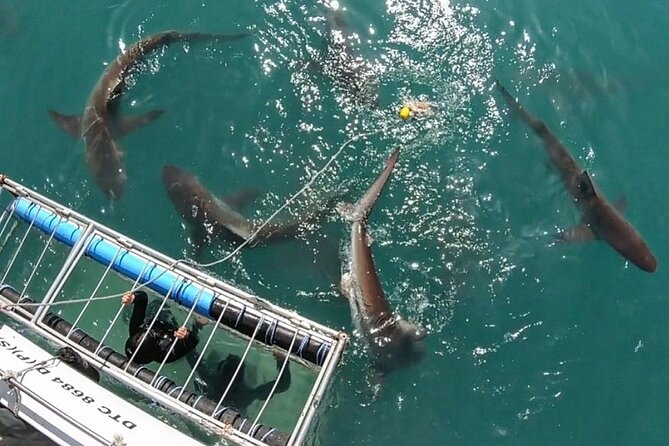 Shark Explorers - The briefing before you enter the cage