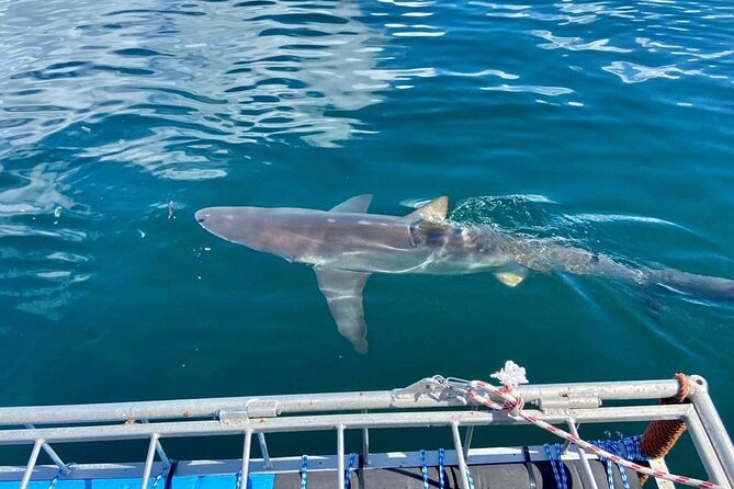 Shark Explorers - Four hours on the water