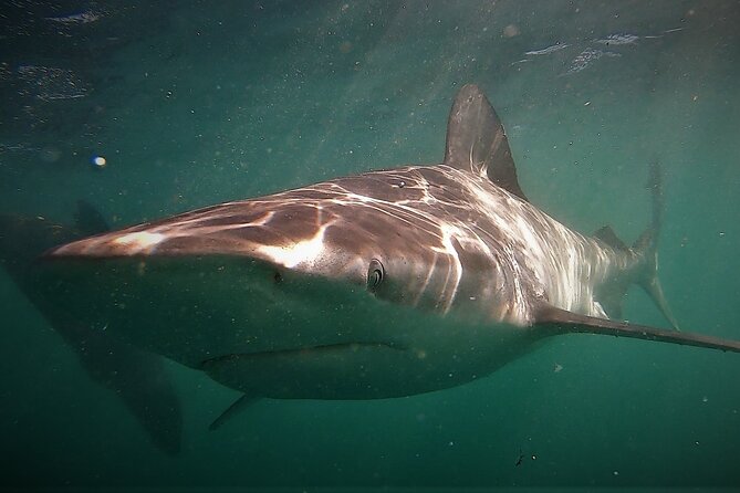 Shark Explorers - When sharks do not appear