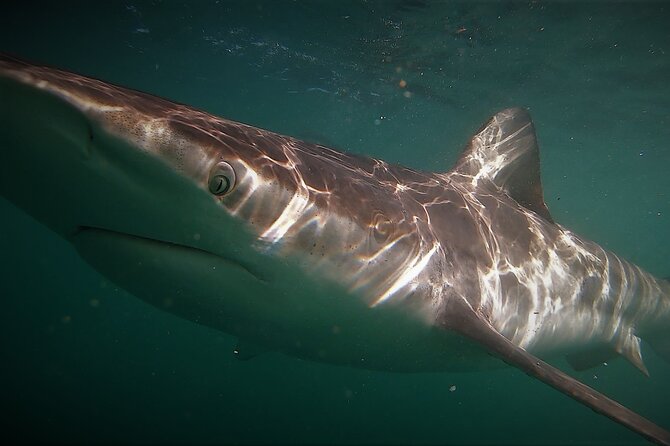 Shark Explorers - Group size and the feel of the outing