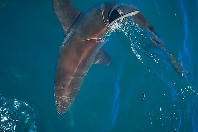 Shark Explorers - Practical clothing and camera advice