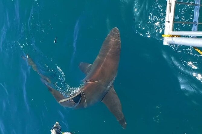 Shark Explorers - Which sharks and animals might appear
