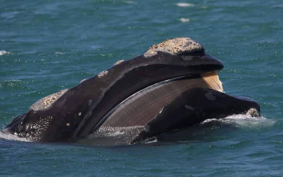 Shark & Whale Trip Combo - Two ocean encounters from Kleinbaai Harbour