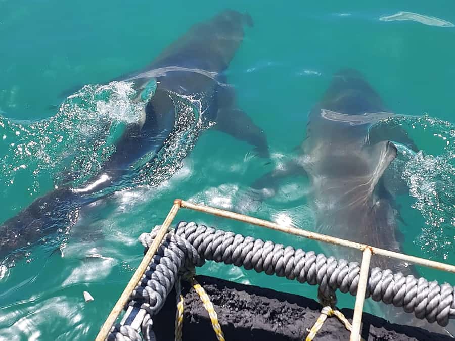 Shark & Whale Trip Combo - The shark cage session from Barracuda