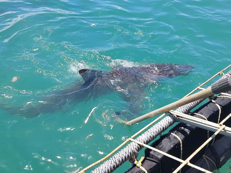Shark & Whale Trip Combo - Who should choose this combo