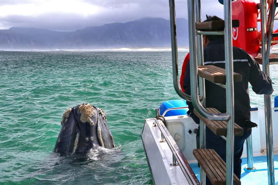 Shark & Whale Trip Combo - Breakfast, briefing, and the practical start