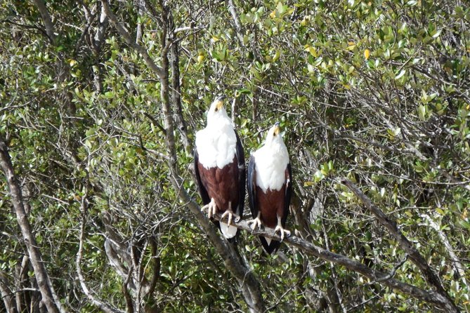 Shoreline Hippo and Crocodile Boat Cruises, iSimangaliso Wetland Park - Why Lake St Lucia is the right place for a wildlife cruise