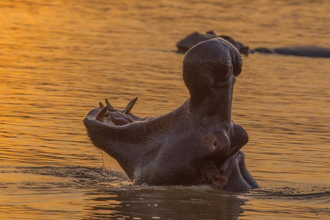 Shoreline Hippo and Crocodile Boat Cruises, iSimangaliso Wetland Park - Guide quality makes a real difference