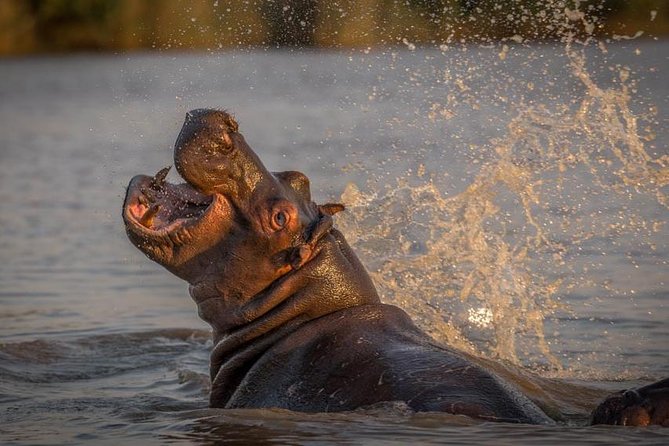 Shoreline Hippo and Crocodile Boat Cruises, iSimangaliso Wetland Park - Is $23.01 a fair price?