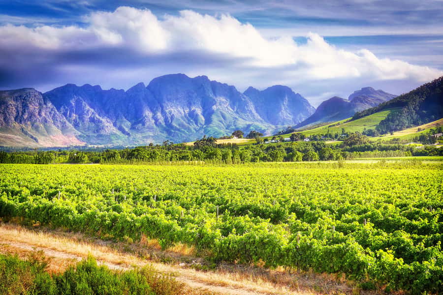 Sip & Savor : A Perfect Half-day Wine Escape to Stellenbosch - Lunch Is a Separate Decision