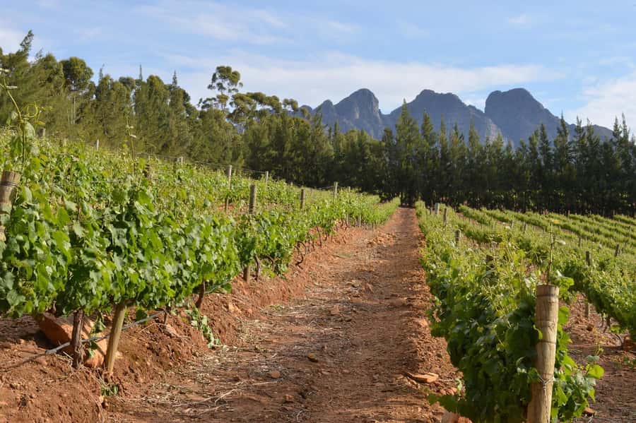 Sip & Savor : A Perfect Half-day Wine Escape to Stellenbosch - Weather, Clothing, and Small Practical Tips