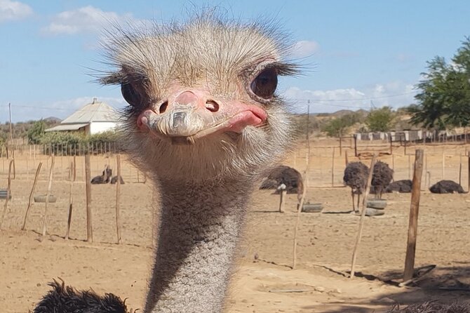 Skip the Line: Highgate Ostrich Farm Tour Ticket - Why this short farm tour works so well