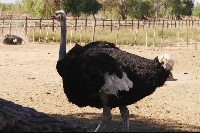 Skip the Line: Highgate Ostrich Farm Tour Ticket - Walk beyond the yard into the farm setting