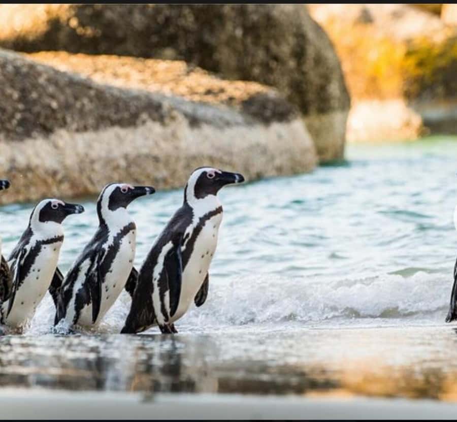 Small Group: African Penguins,Boulders beach-Half-Day Tour. - Why this half-day outing works