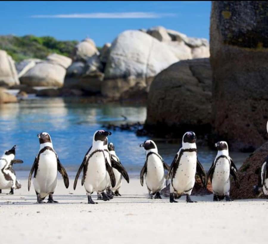 Small Group: African Penguins,Boulders beach-Half-Day Tour. - Chapman’s Peak Drive and the ocean view