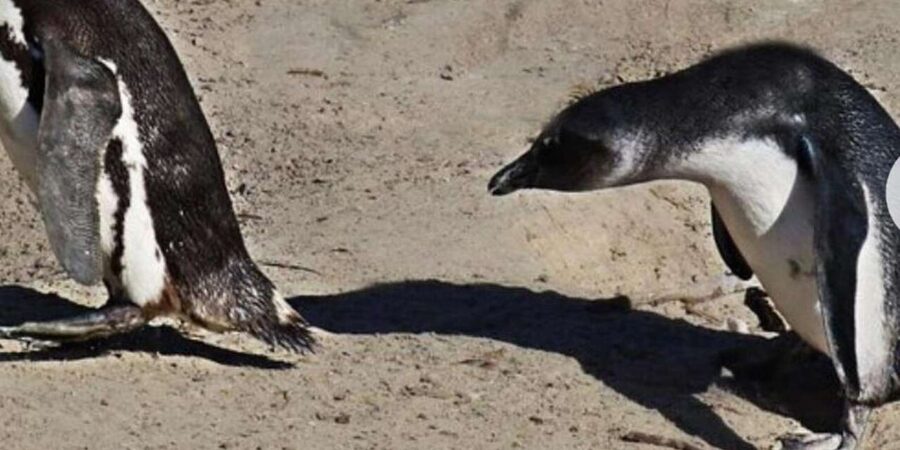 Small Group: African Penguins,Boulders beach-Half-Day Tour. - Maiden’s Cove and the Camps Bay finish