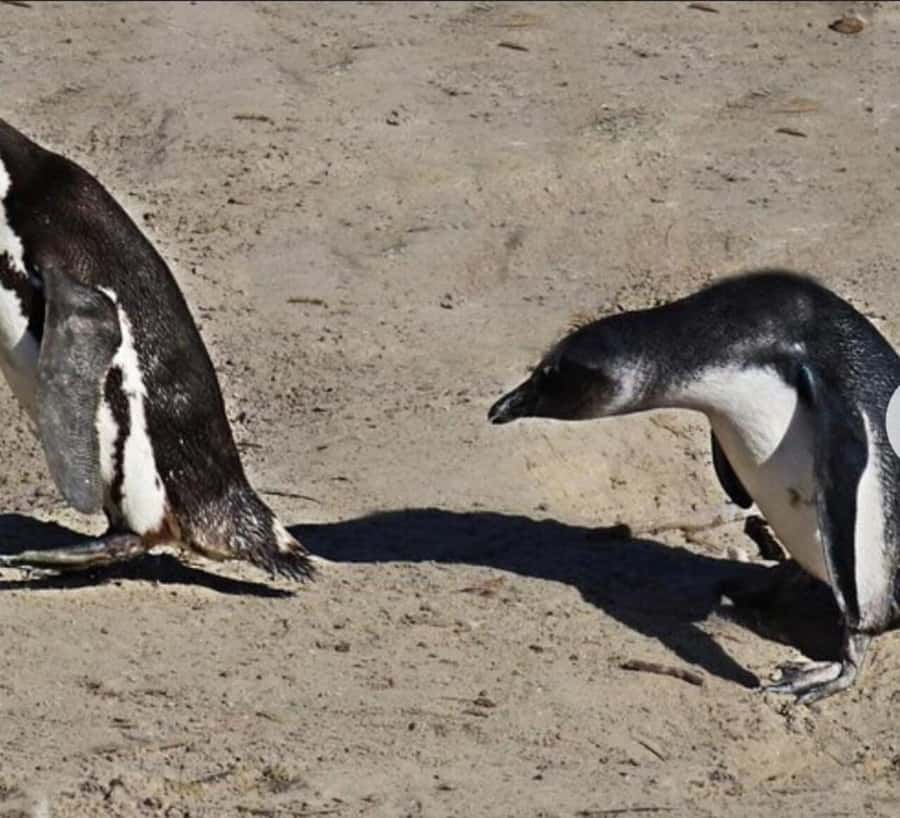Small Group: African Penguins,Boulders beach-Half-Day Tour. - What the $79 price really covers
