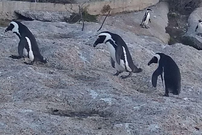 Small Group Cape Of Good Hope Penguins Wine Tasting Inc Park Fees - What the $144.29 price really covers