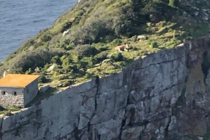 Small Group Tour Boulders Beach Penguin Colony Cape of Good Hope - Boulders Beach and its African penguins